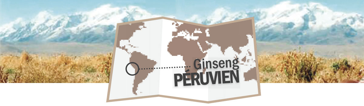 Ginseng Péruvien